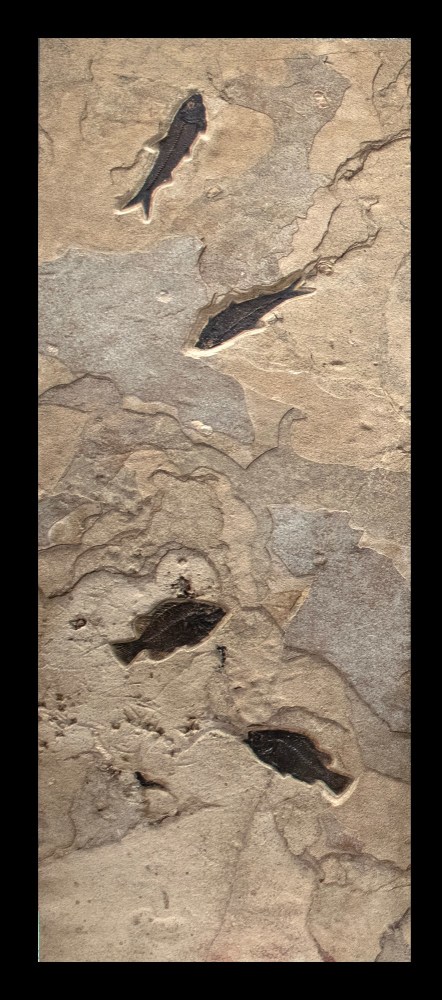 Fossil Fish Triptych 5002ABC (SOLD)