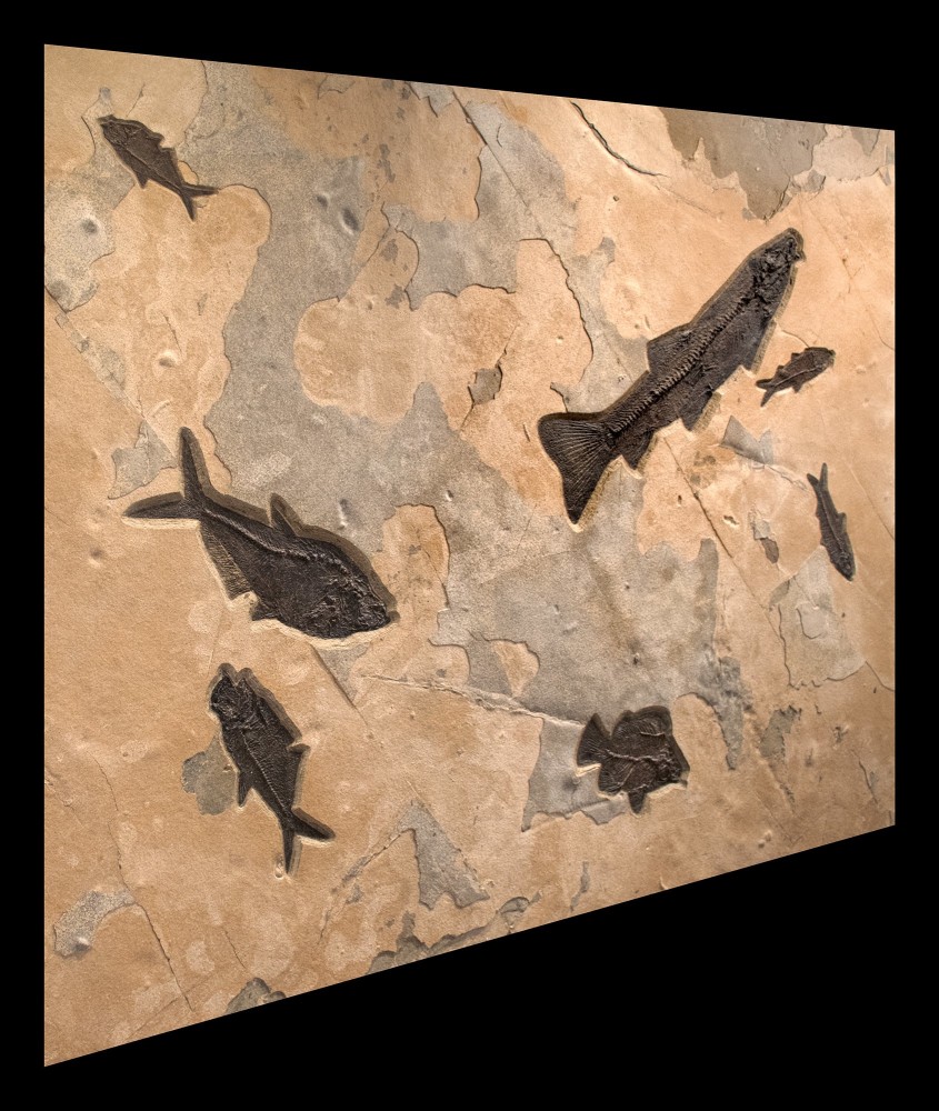 Fossil Fish Mural 8003cm (SOLD)