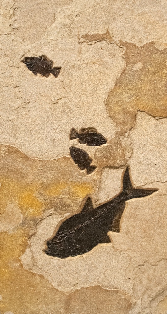 Fossil Triptych Mural 1007ABC (SOLD)