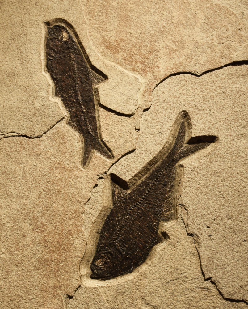 Detail view of the small Diplomsytus dentatus and the Knightia eocaena.