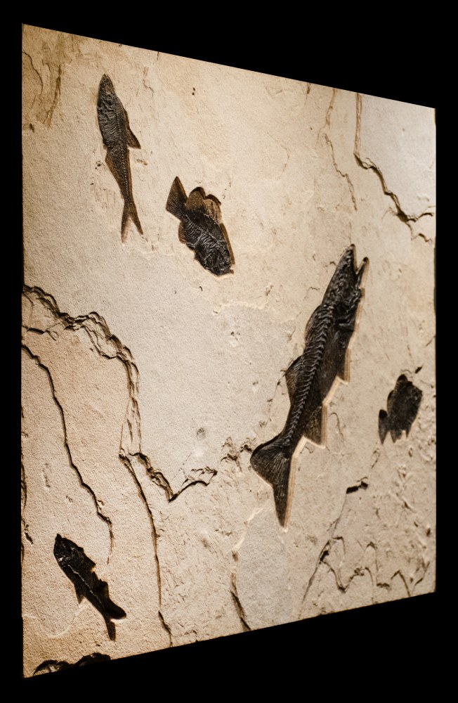 Fossil Fish Mural 8706am (SOLD)