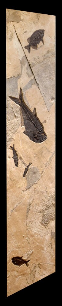Fossil Fish Mural 5006cm