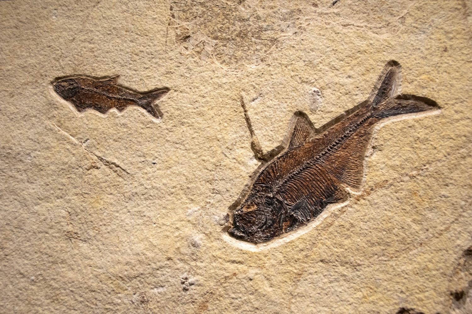 Fossil Fish Mural  8341am (SOLD)