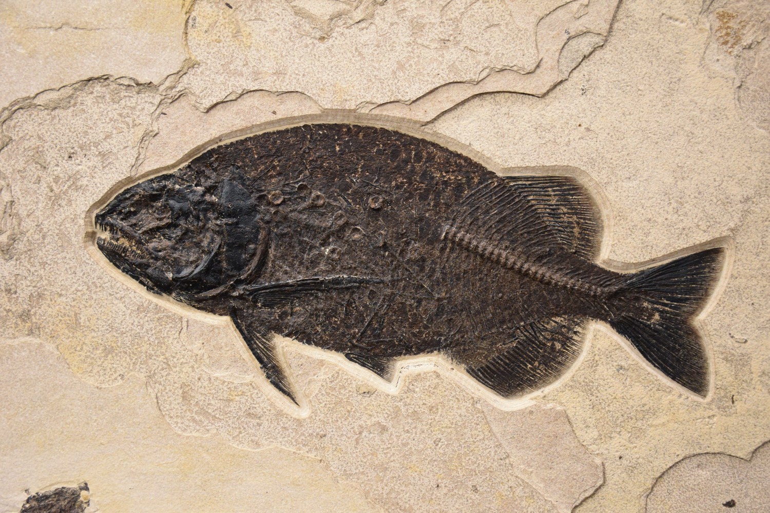 Detail View: 21&amp;quot; Phareodus encaustus