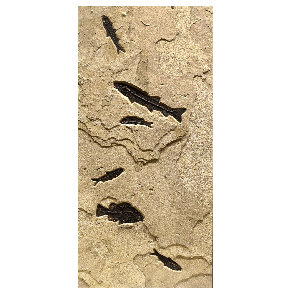 panel 2: four Knightia eocaena, one Priscacara serrata, one Notogoneus osculus
