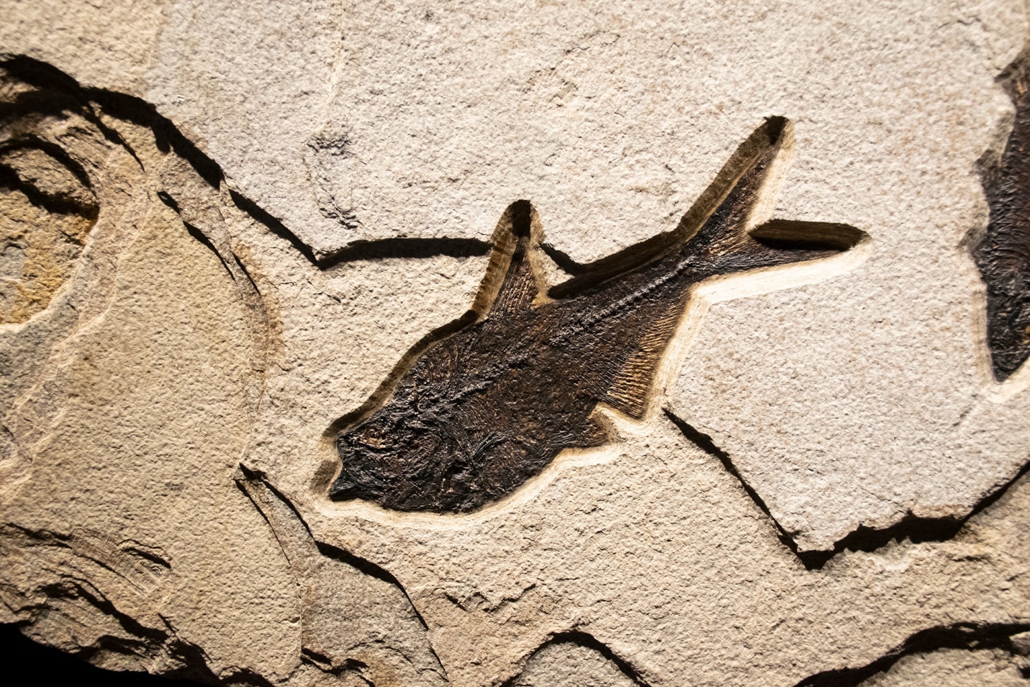 Fossil Fish Mural 7426am (SOLD)