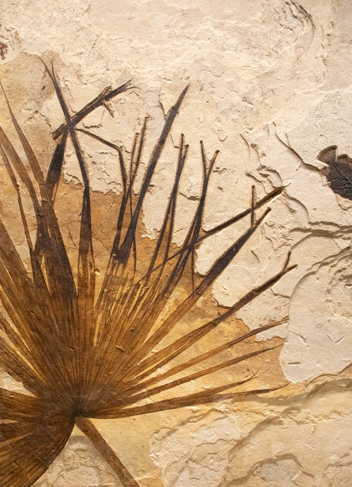 Fossil Palm and Fish Mural 9081cm (SOLD)