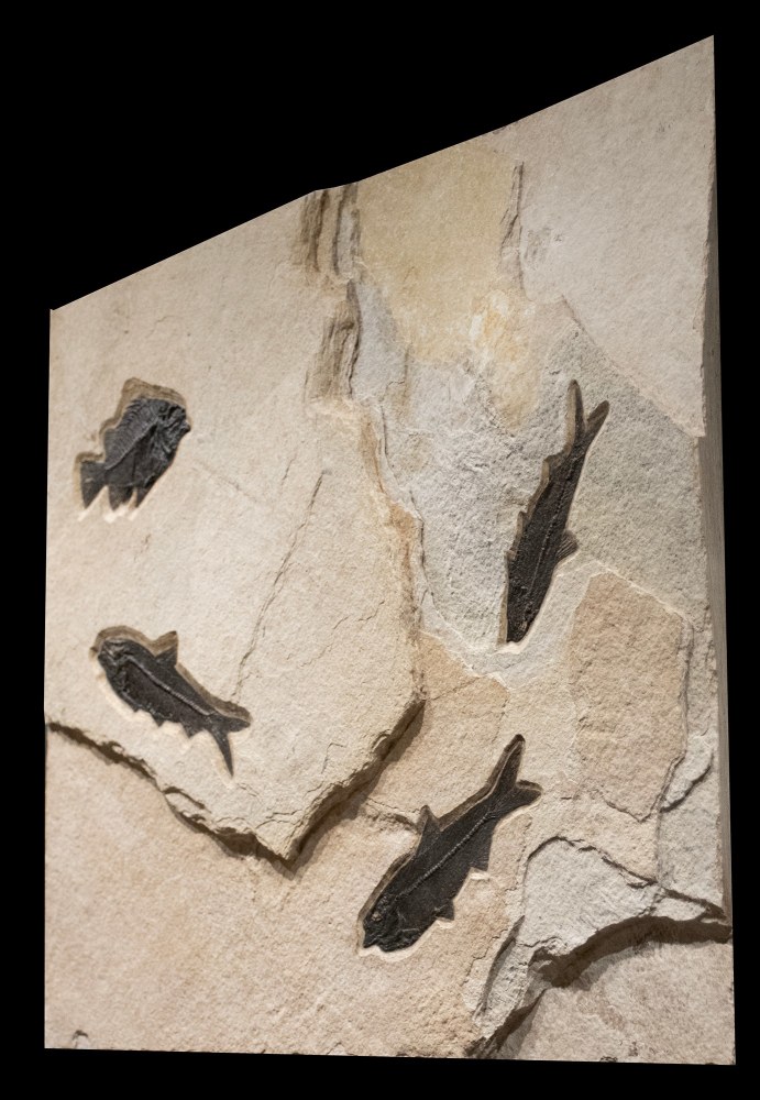 Fossil Fish Mural 4501mm (SOLD)