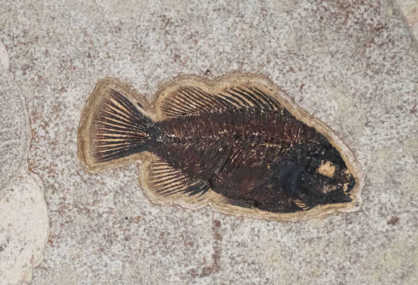 Fossil Mural 6750gm (SOLD)