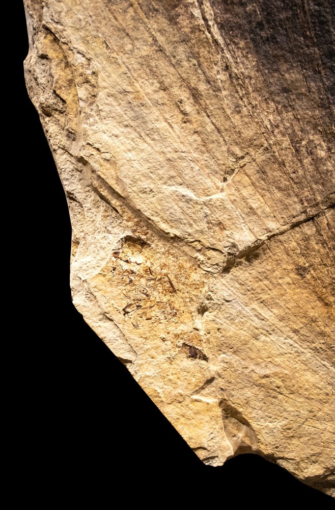 Fossil Palm Mural 9500am (SOLD)