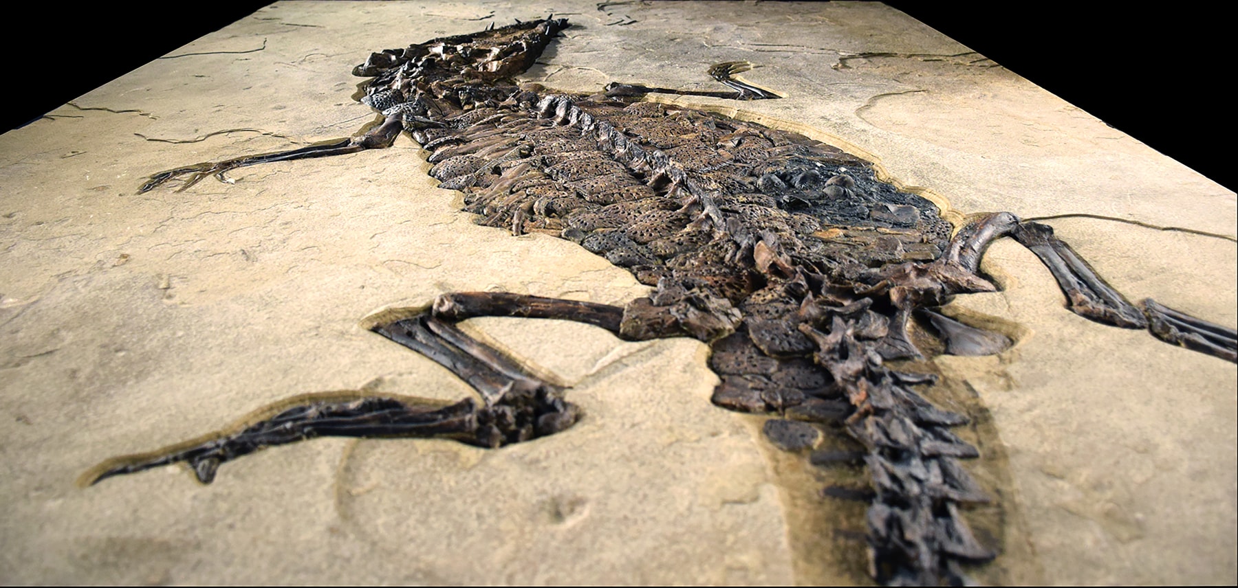 Fossil Crocodile Mural 8703gm