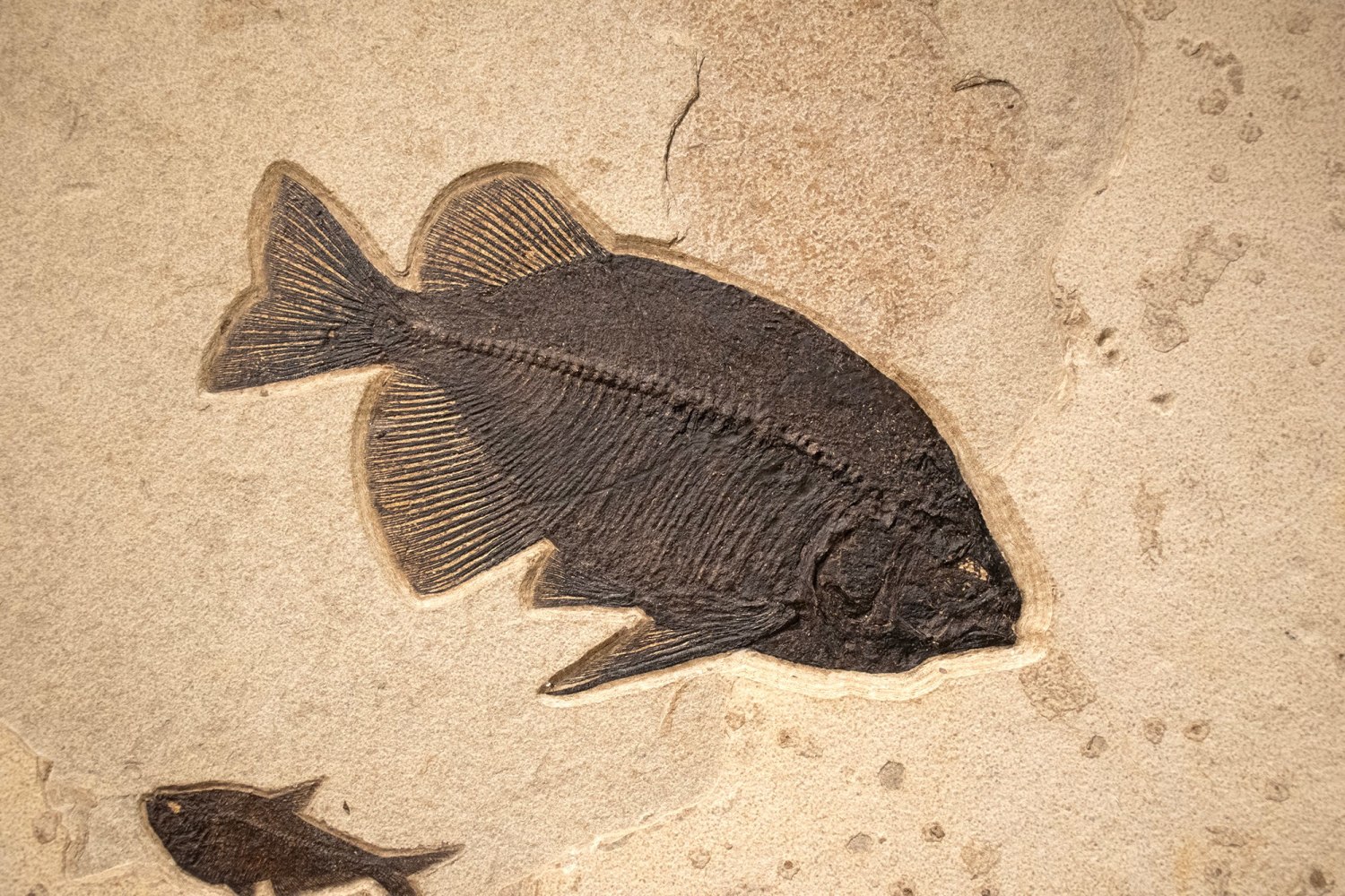 Fossil Fish Mural 8488 (SOLD)