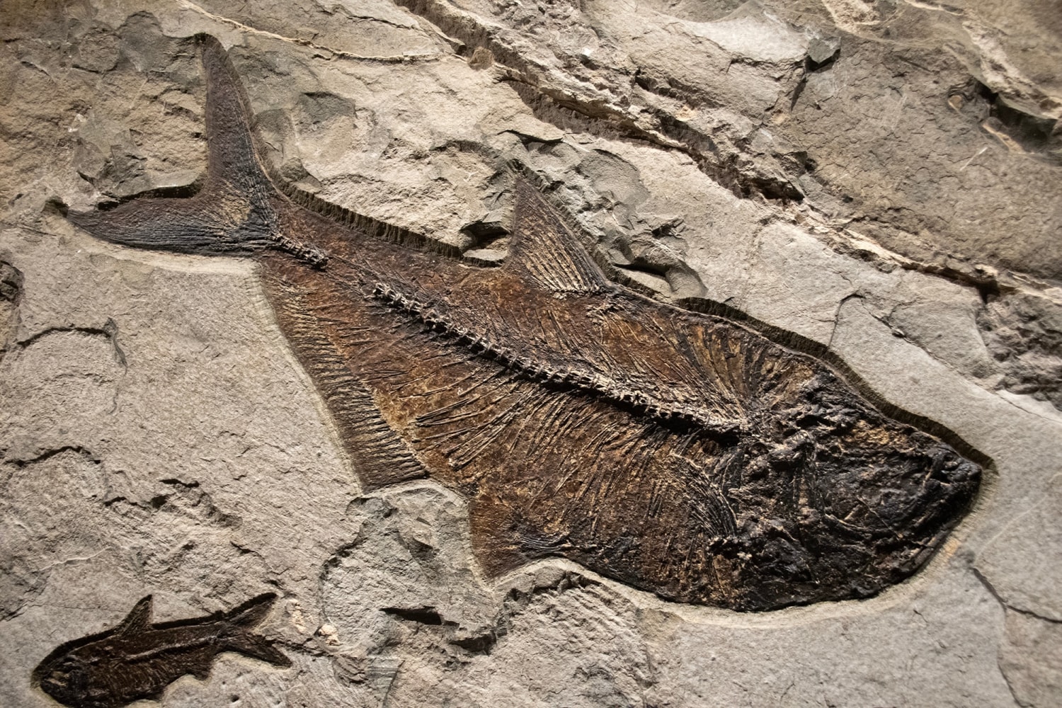 Fossil Fish Mural 6313am (SOLD)
