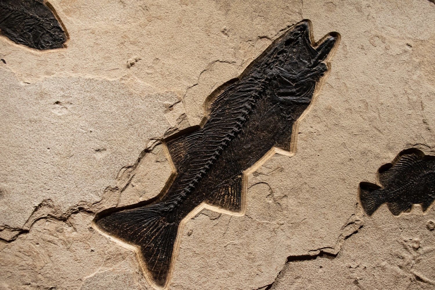 Fossil Fish Mural 8706am (SOLD)