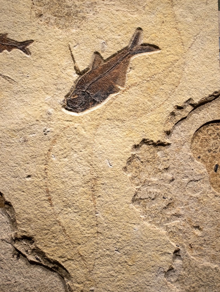Fossil Fish Mural  8341am (SOLD)
