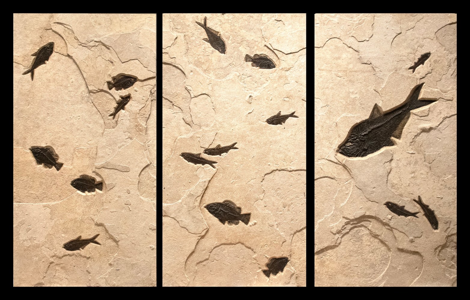 Fossil Fish Triptych Mural 9006gm (SOLD)