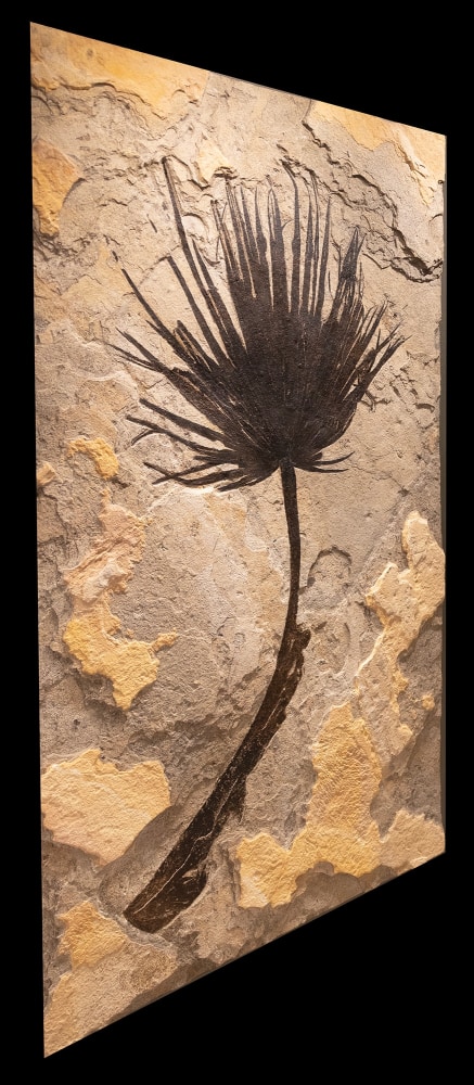 Fossil Palm Mural 1001gm (Sold)
