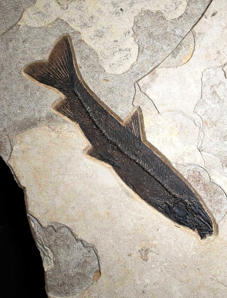 Fossil Mural 6750gm (SOLD)