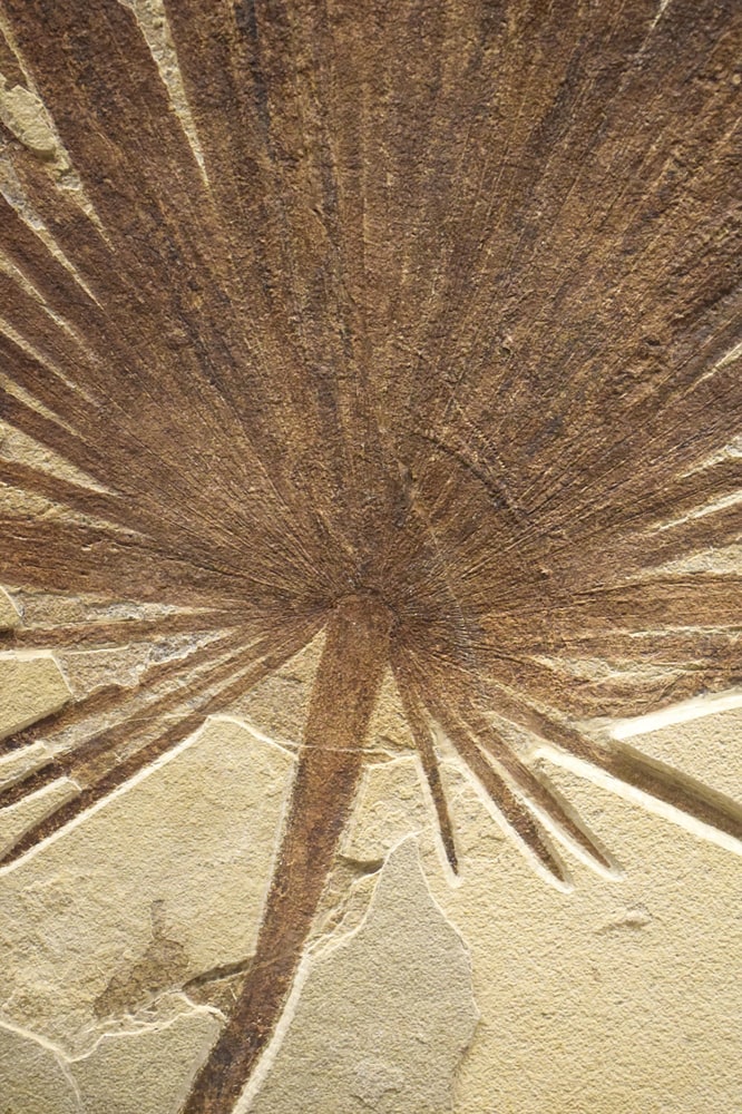 the heart of the fossil palm frond
