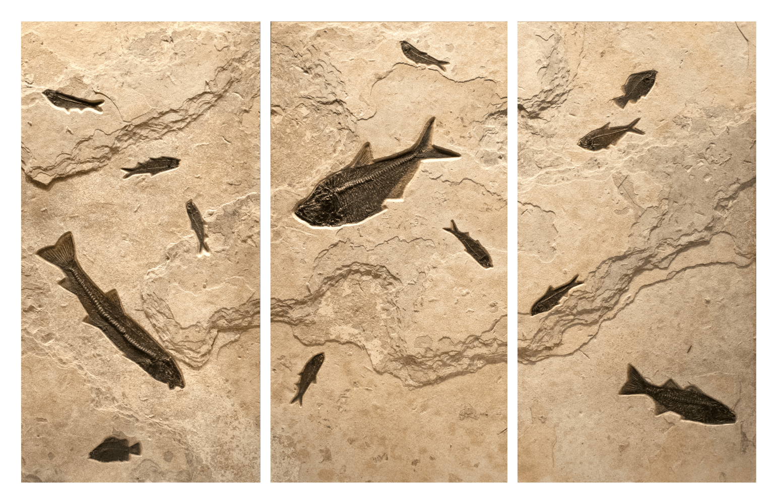 Fossil Fish Triptych 2001ABC (SOLD)