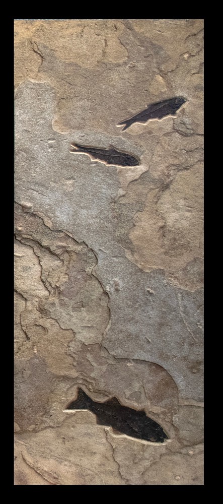 Fossil Fish Triptych 5002ABC (SOLD)