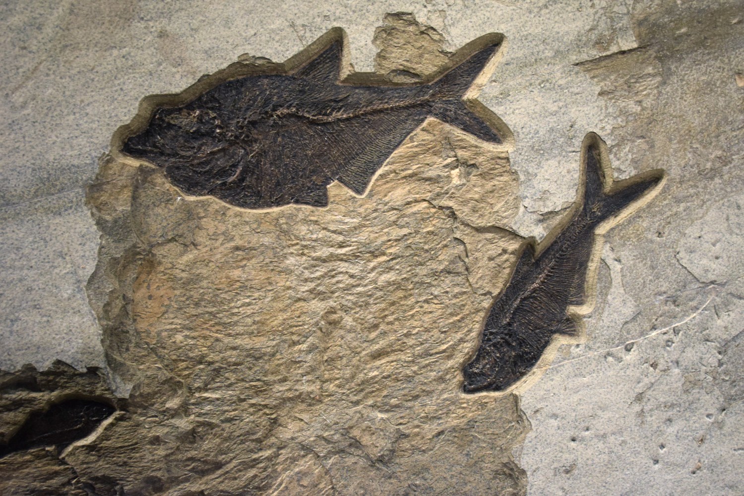 Fossil Fish Mural 7002Gm (SOLD)