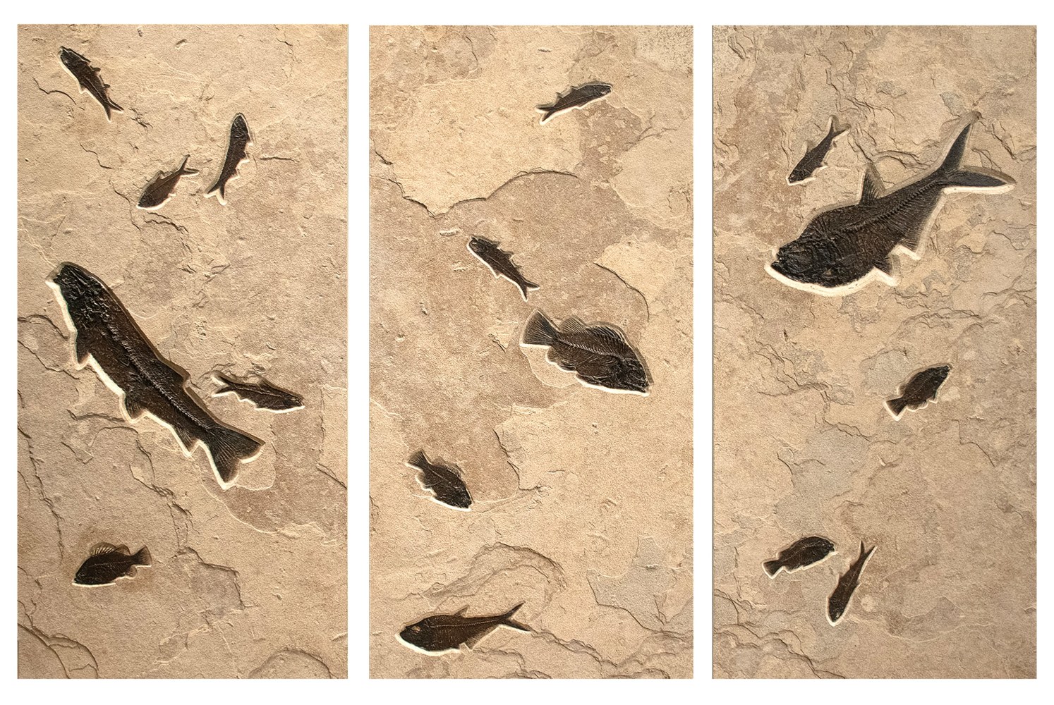 Fossil Fish Triptych 2002ABC(SOLD)