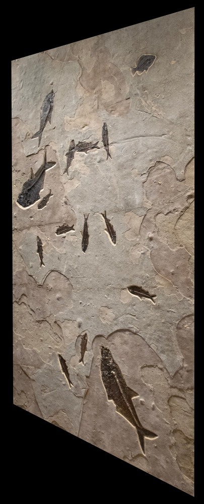 Fossil Fish Mural 6003gm (SOLD)