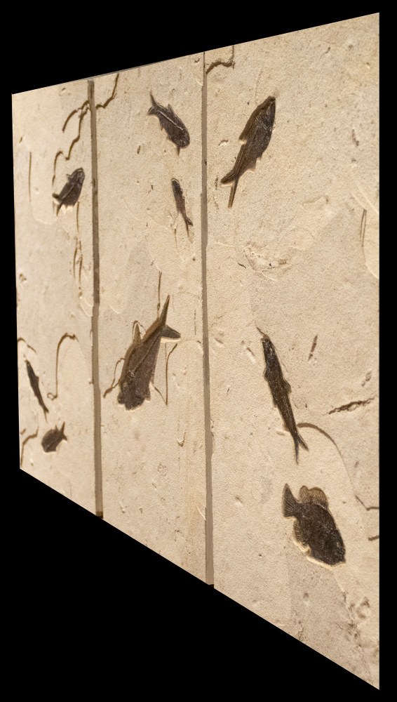 Fossil Fish Triptych Mural 4320ABC (SOLD)