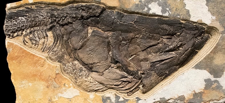 Fossil Sculpture 0329