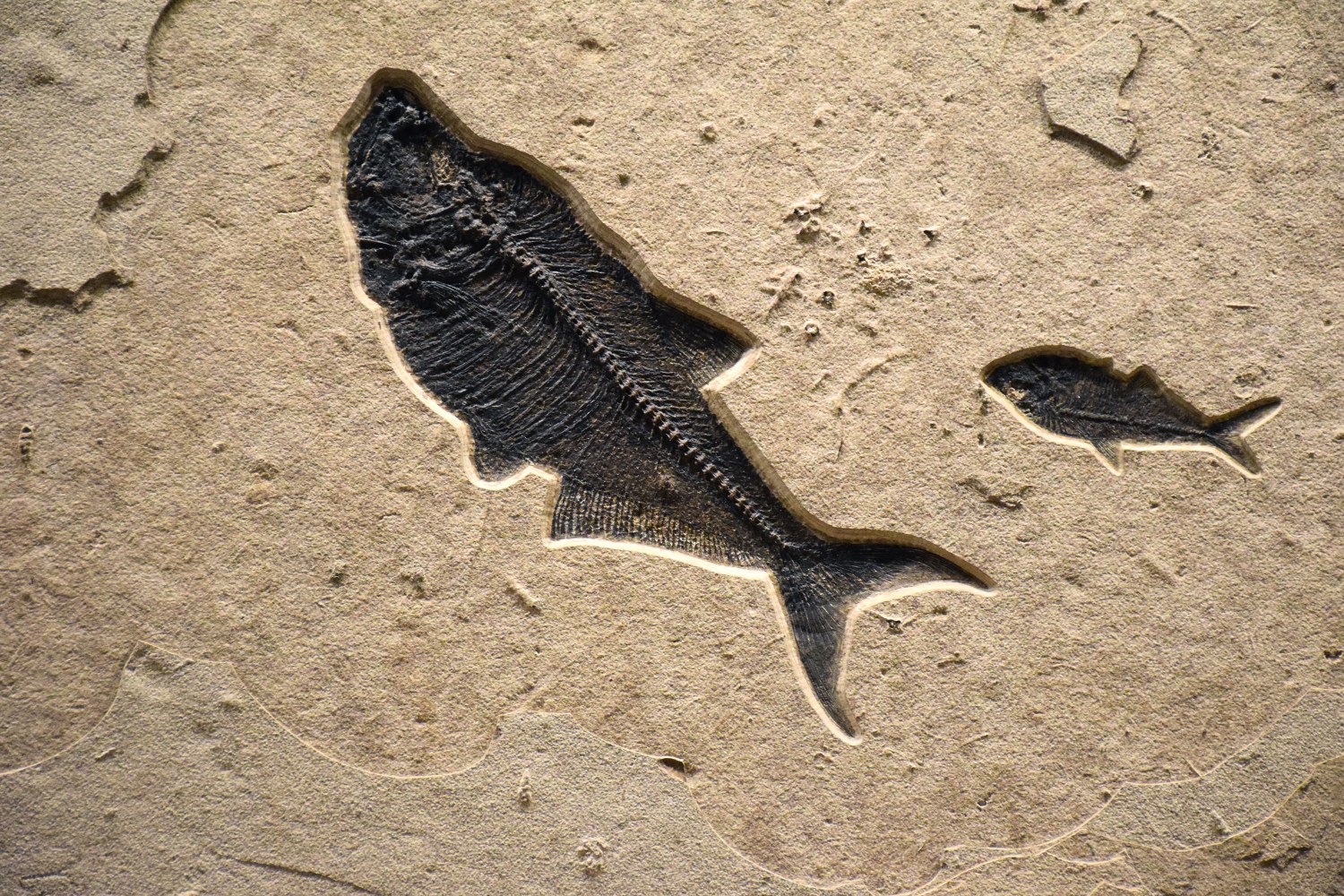 Diplomystus dentatus (large), Knightia eocaena (small)