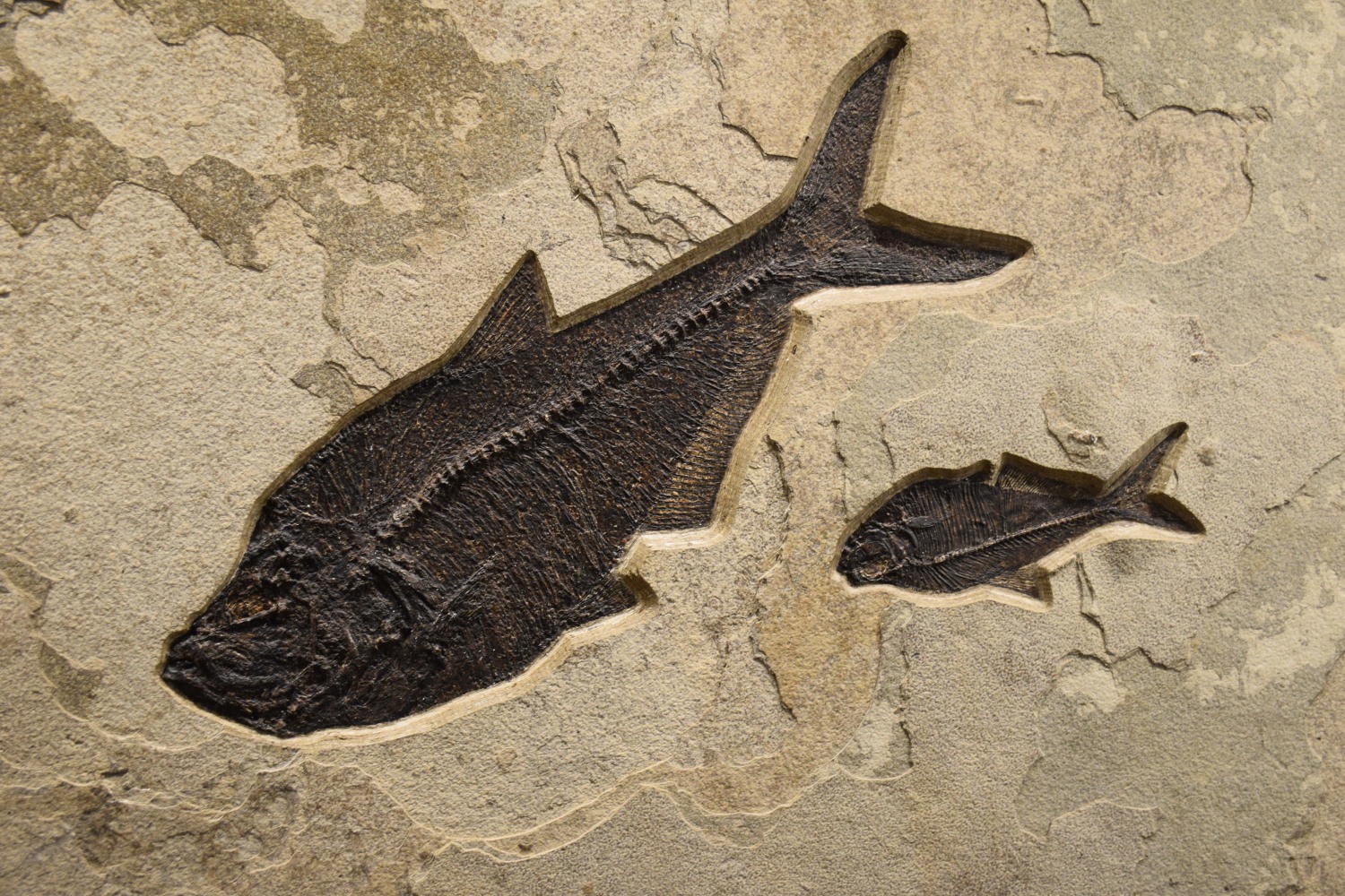 Fossil Fish Mural 0003gm (SOLD)