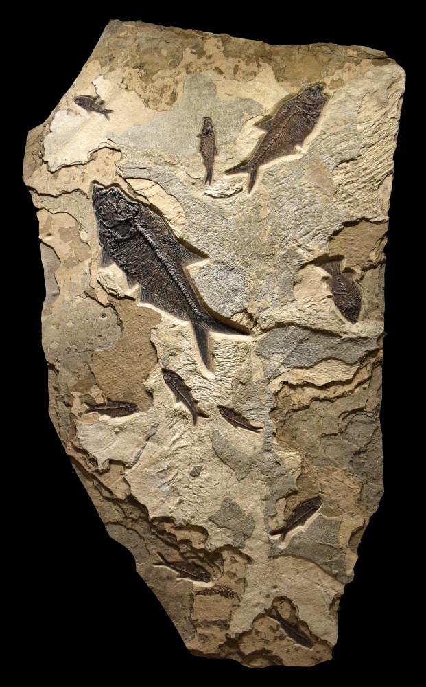 Fossil Fish Mural 2004cm (SOLD)