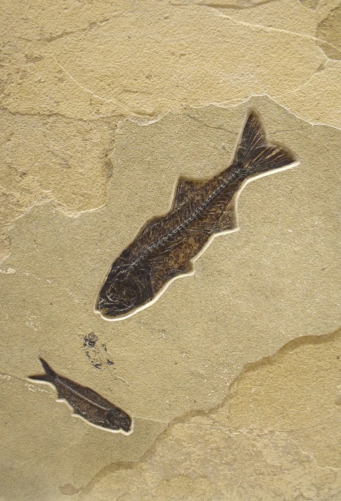Mioplosus labracoides and&amp;nbsp;Knightia eocaena