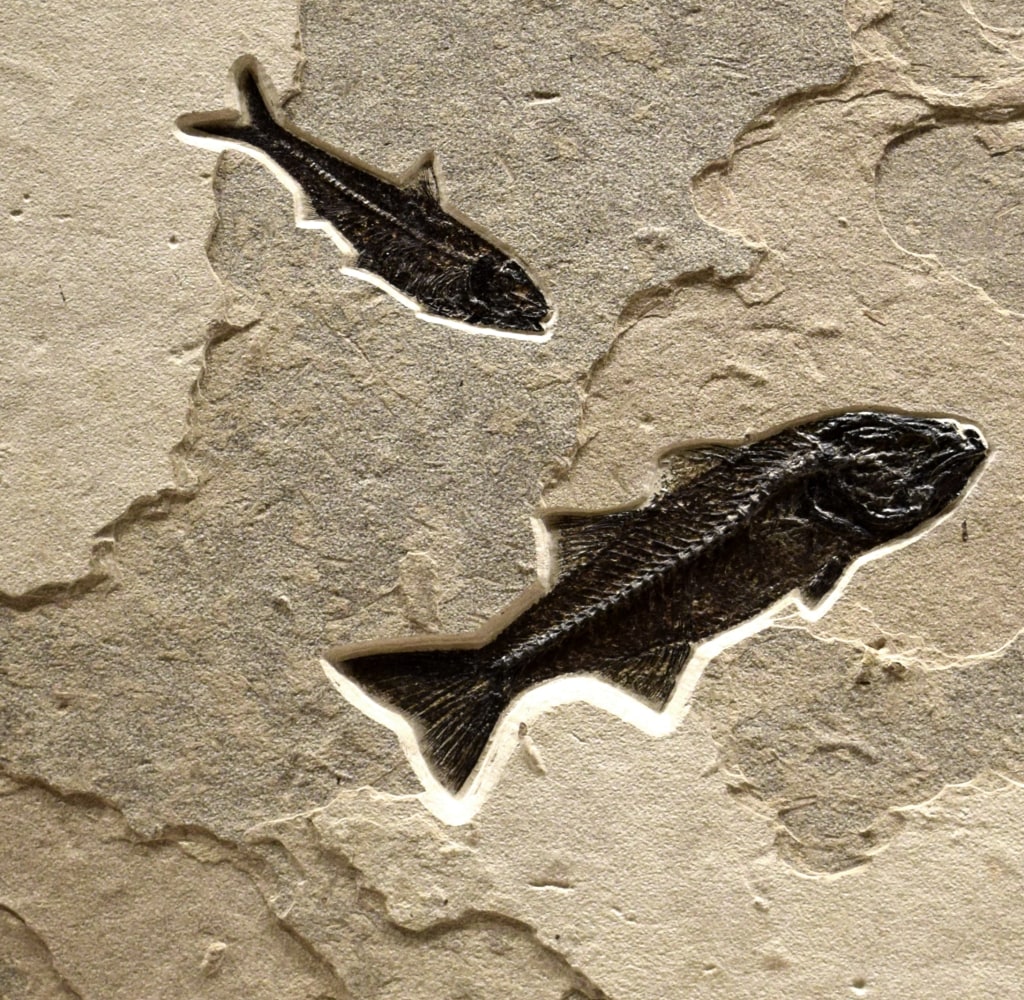 Fossil Fish Mural 3008abc (SOLD)