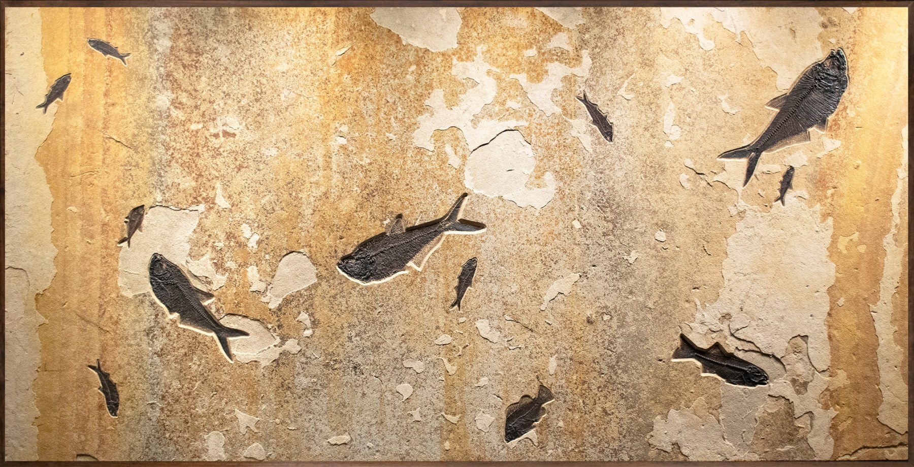 Fossil Mural 2009gm (SOLD)