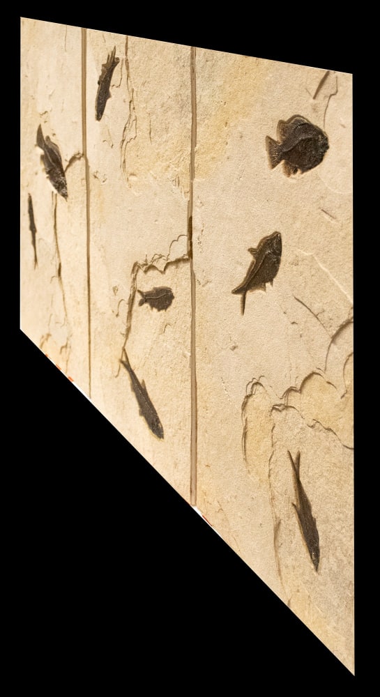 Fossil Fish Mural 4324ABC (SOLD)