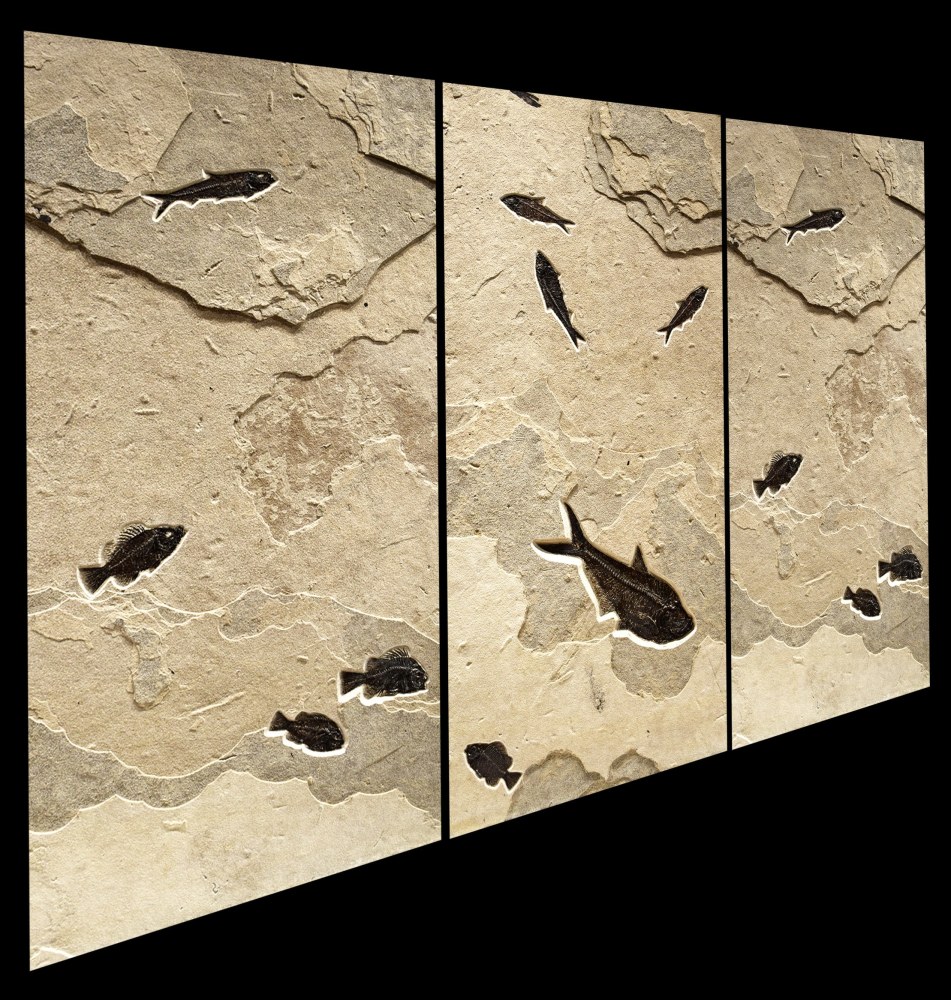 Fossil Fish Mural 3008abc (SOLD)