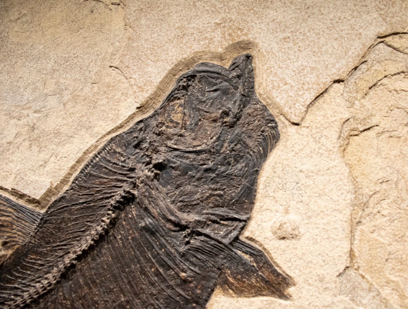 Fossil Fish Mural 7426am (SOLD)