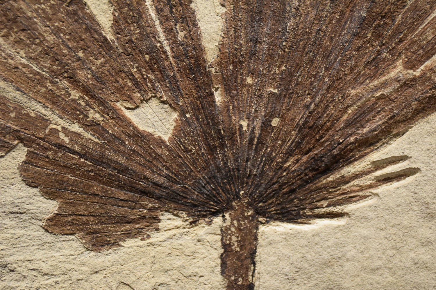 Fossil Plant and Fish Mural 1123cm (SOLD)