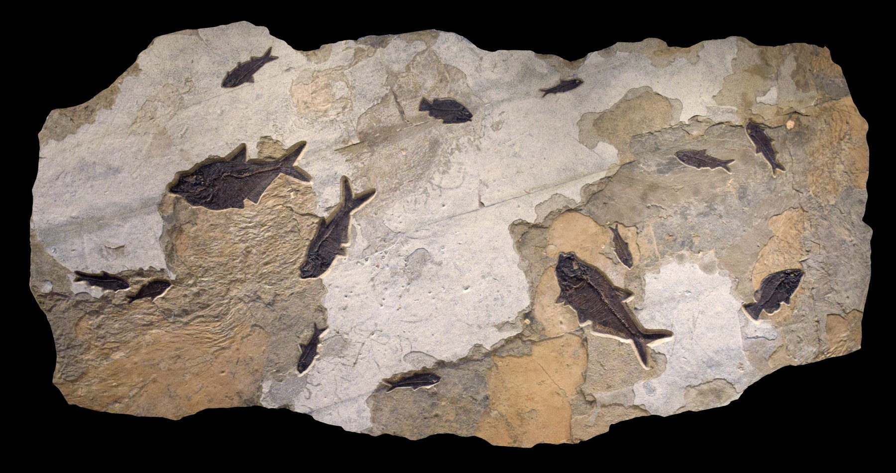 Fossil Fish Mural 7002Gm (SOLD)