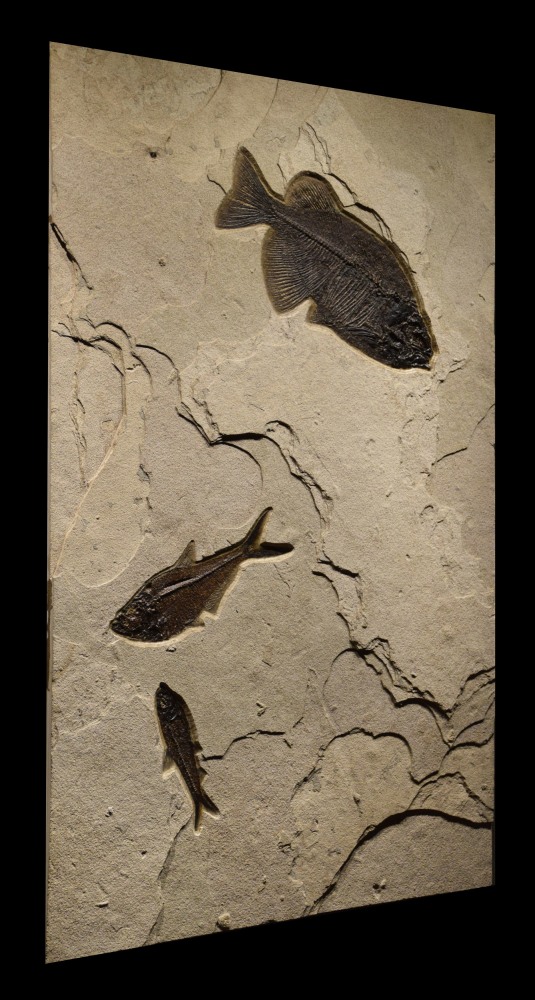 Fossil Fish Mural 8702am (SOLD)