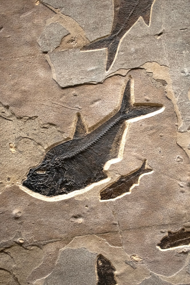 Fossil Fish Mural 6003gm (SOLD)