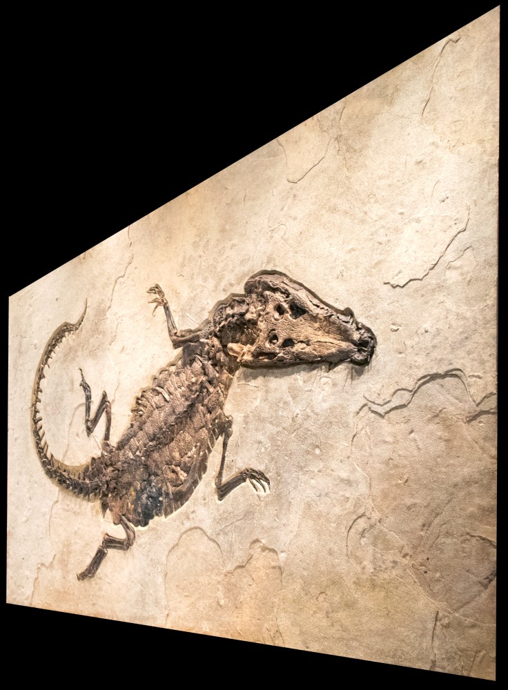 Fossil Crocodile Mural 8703gm