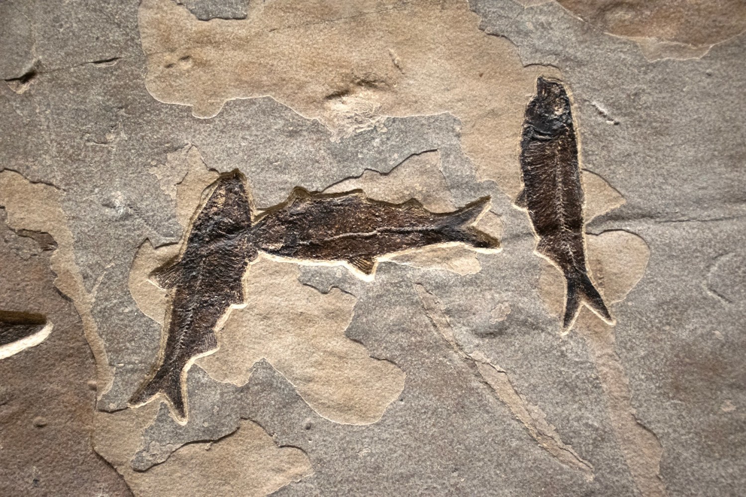 Fossil Fish Mural 6003gm (SOLD)