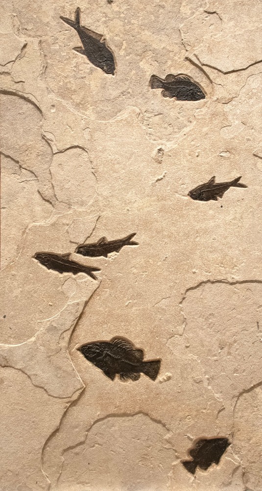 Fossil Fish Triptych Mural 9006gm (SOLD)