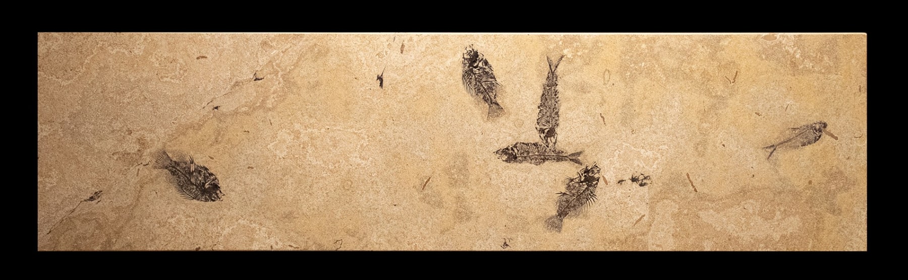 Large Fossil Console 3316