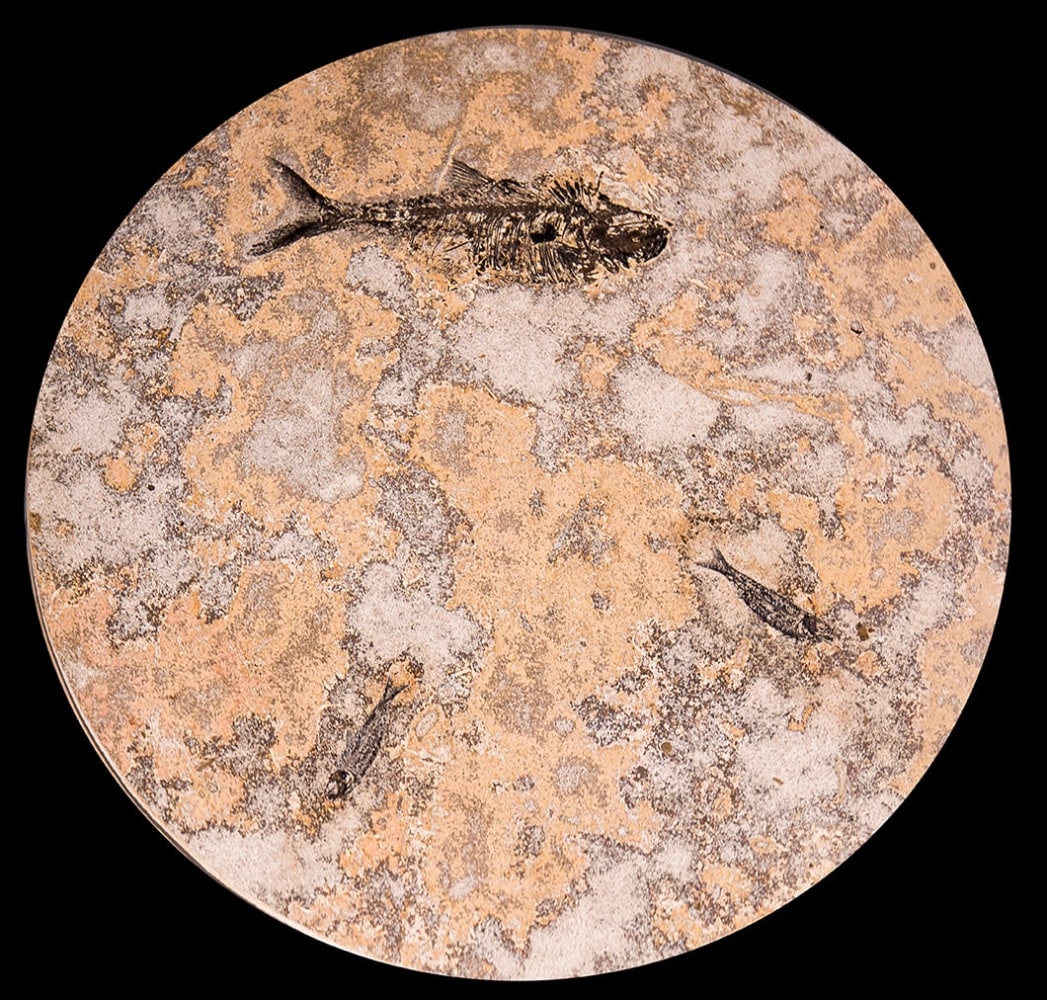 42&quot; Fossil Coffee Table 1001 (SOLD)