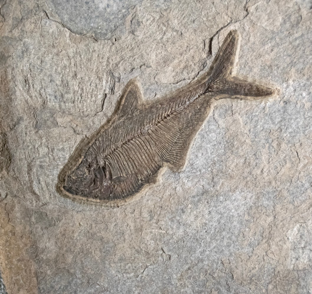 Fossil Fish Mural 9523am (SOLD)