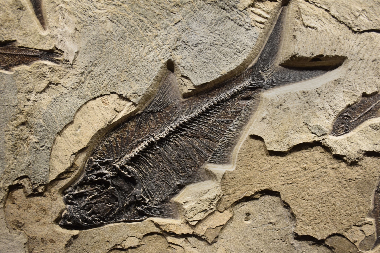 Detail view of a largew Diplomystus dentatus.